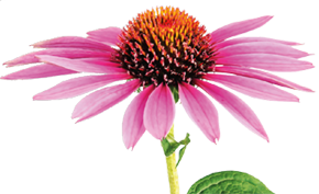 ECHINACEA, svježe ubrana u švicarskim Alpama.