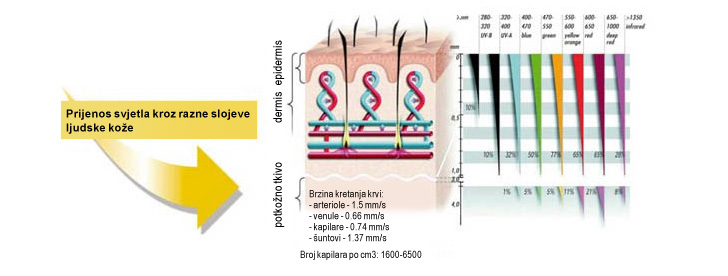 BIOPTRON svjetlo ima biostimulativne učinke: prilikom tretiranja kože stimuliraju se foto-senzitivne unutarstanične strukture i molekule
